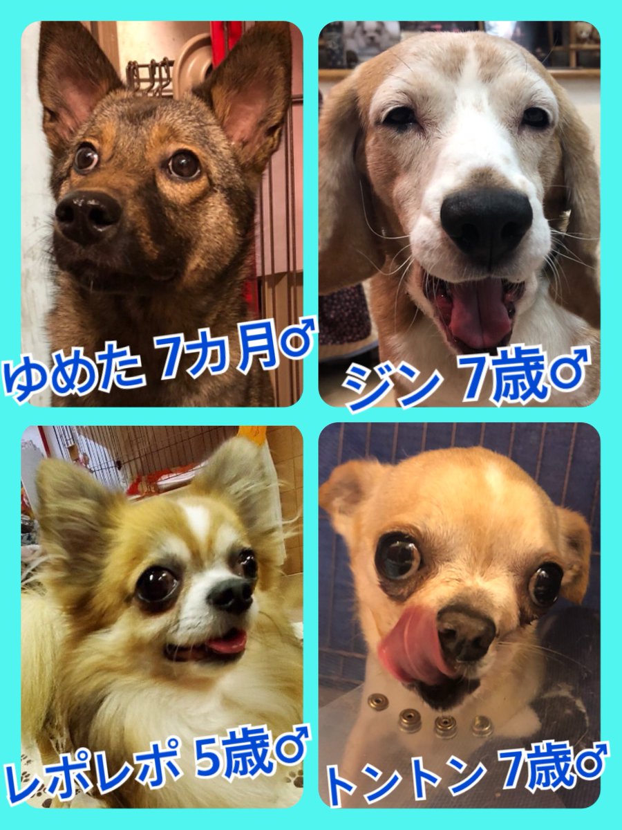 🐾今日の里親様募集中ワンコ🐶メンバーです🐾2020,3,12